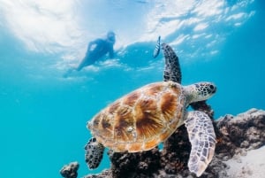 Золотой Берег: Круизные трансферы в день открытия морской среды Тангалумы