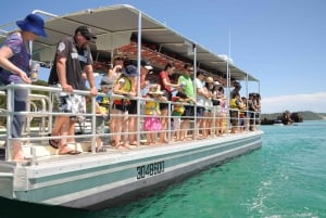 Gold Coast: Transport til Tangalooma Marine Discovery Day Cruise