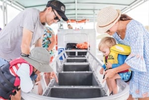 Gold Coast: Trasferimenti per la crociera di un giorno di Tangalooma Marine Discovery