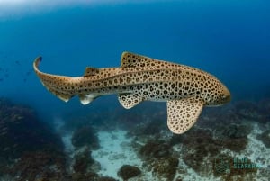 Guldkysten: Snorkel med skildpadder