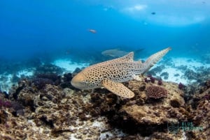 Costa de Ouro: Tour de Snorkel na Ilha Cook com Guia de Turismo