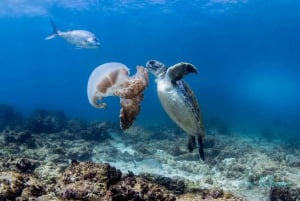 Gold Coast: Cook Island Snorkel Tour with Guide