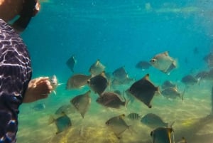 Guldkysten: Wave Break Island kajak- og snorkeltur
