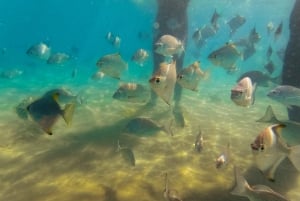 Costa de Ouro: Passeio de caiaque e mergulho com snorkel na ilha Wave Break
