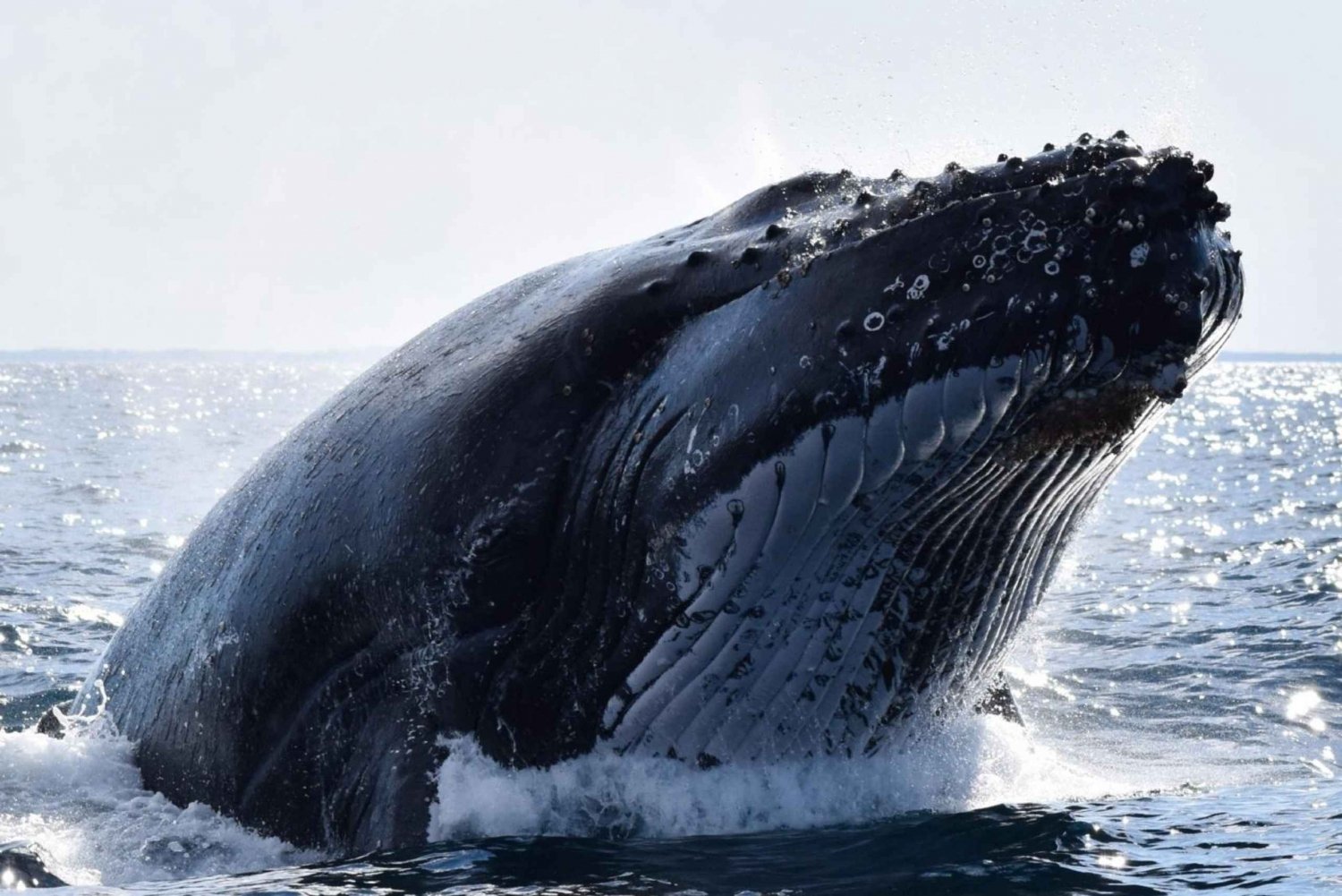 Gold Coast: Whale Watch with Whale Watch Queensland