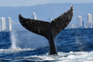 ゴールドコースト：ホエールウォッチ・クイーンズランドでクジラウォッチング