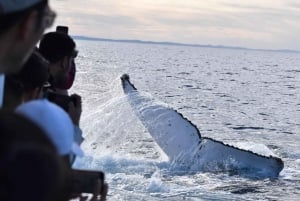 ゴールドコースト：ホエールウォッチ・クイーンズランドでクジラウォッチング