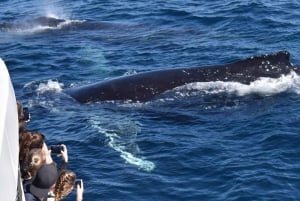 ゴールドコースト：ホエールウォッチ・クイーンズランドでクジラウォッチング