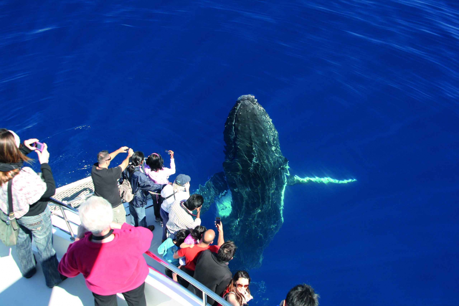 Gold Coast: Whale Watching Cruise from Sea World Port