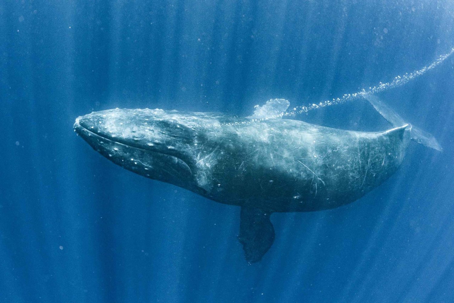 Gold Coast: walvistour en toegang tot Sea World