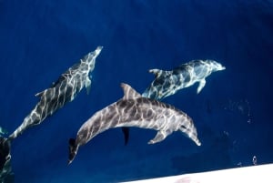 Gold Coast: Whale-Watching-Bootsfahrt und Eintritt in Sea World