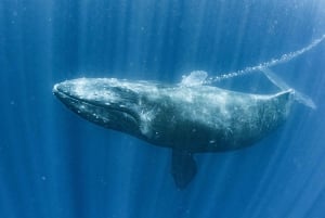 Gold Coast: Whale-Watching-Bootsfahrt und Eintritt in Sea World