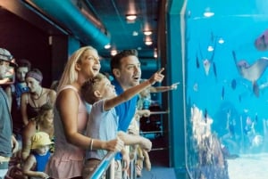 Gold Coast: Whale-Watching-Bootsfahrt und Eintritt in Sea World