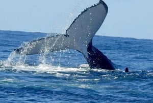 Main Beach: Whale Watching Cruise on the Gold Coast