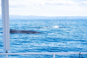 Main Beach: Whale Watching Cruise on the Gold Coast