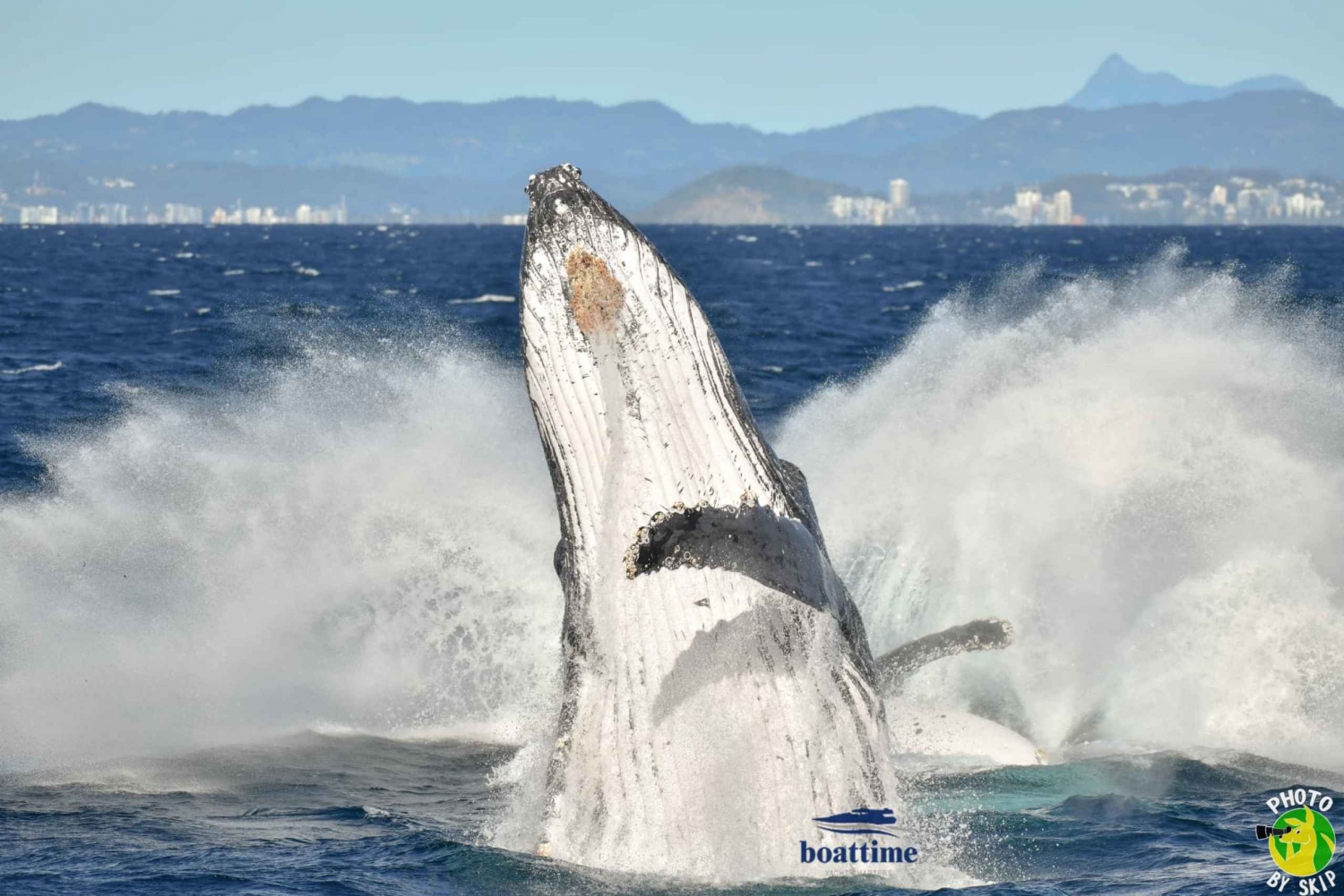 Unforgettable Luxury Whale Watching Experience