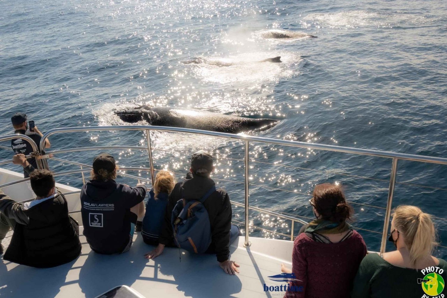 Unforgettable Luxury Whale Watching Experience