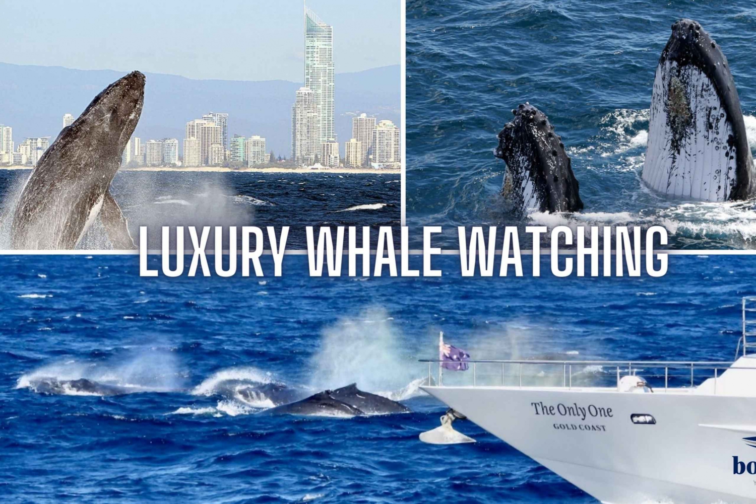 Gold Coast: rondleiding walvissen spotten