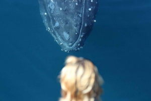 Gold Coast: Whale Watching Guided Tour