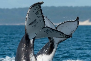 Gold Coast: Whale Watching Guided Tour