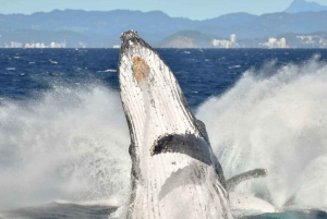 Gold Coast: Whale Watching Guided Tour