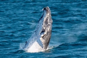 Goldküste: Geführte Walbeobachtungstour