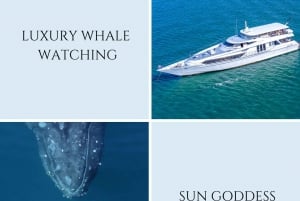Gold Coast: wycieczka z przewodnikiem z obserwacją wielorybów