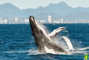Goldküste: Geführte Walbeobachtungstour