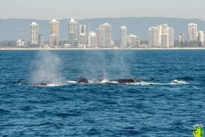 Costa Dorada: Excursión guiada de avistamiento de ballenas
