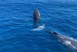 Côte d'Or : Visite guidée d'observation des baleines