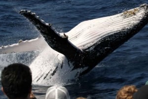 Gold Coast: visita guiada para observação de baleias