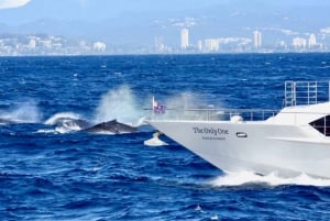 Gold Coast: Guidet tur med hvalsafari