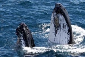 Gold Coast: wycieczka z przewodnikiem z obserwacją wielorybów