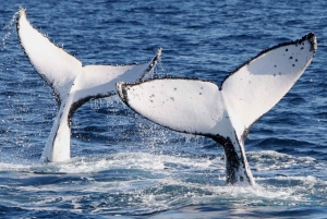 Gold Coast: visita guiada para observação de baleias