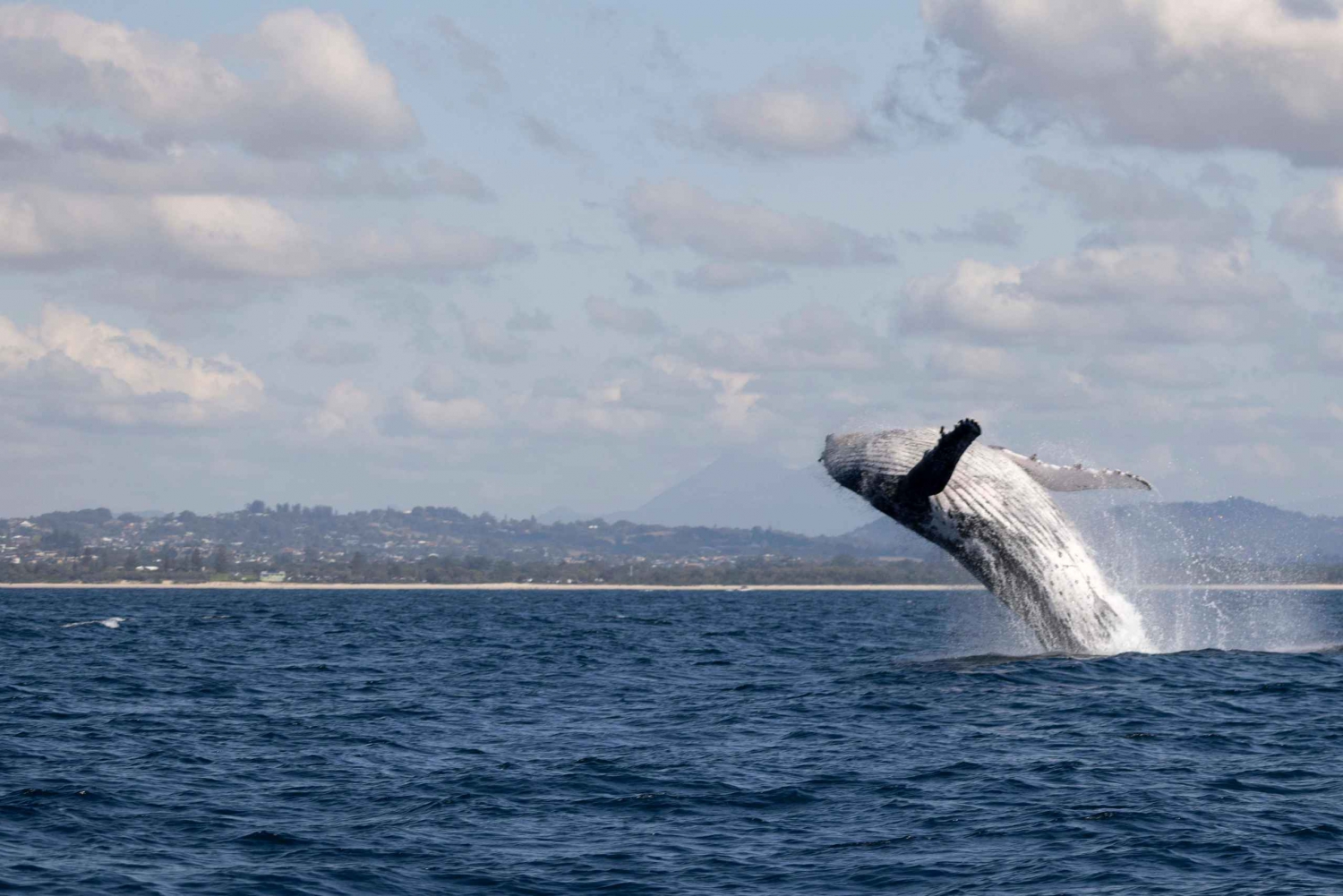 Gold Coast: Hvalsafari med hvalsafari