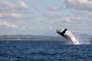 Costa Dorada: Excursión de avistamiento de ballenas