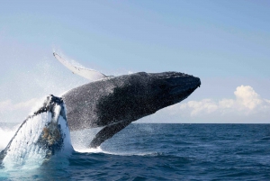 Gold Coast: Excursão para observação de baleias