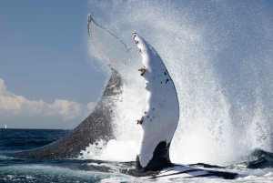 Côte d'Or : Observation des baleines
