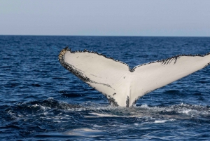Côte d'Or : Observation des baleines