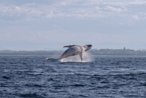 Золотой Берег: тур по наблюдению за китами