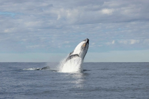 Gold Coast: Obserwacja wielorybów