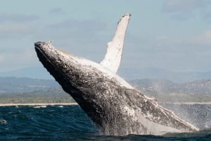 Goudkust: Walvissen kijken