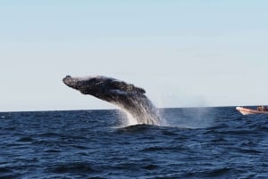 Goudkust: Walvissen kijken
