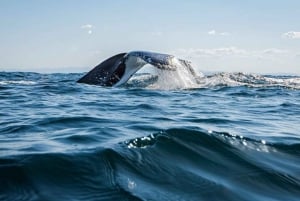 Gold Coast: Whale Watching