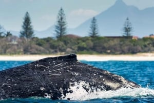 Gold Coast: Osservazione delle balene