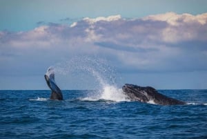 Costa Dorada: Avistamiento de ballenas