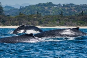 Gold Coast: Whale Watching