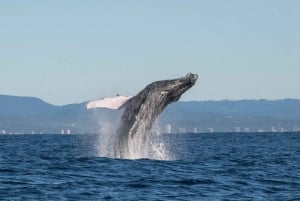 Gold Coast: Whale Watching