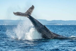 Gold Coast: Whale Watching