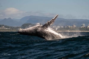 Gold Coast: Whale Watching